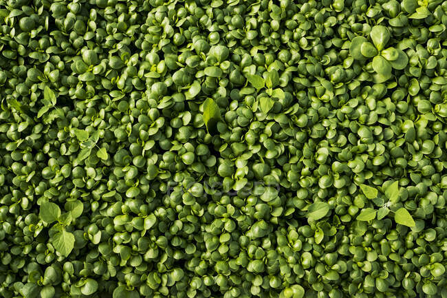 High angle close up of freshly picked watercress, full frame. — Stock Photo