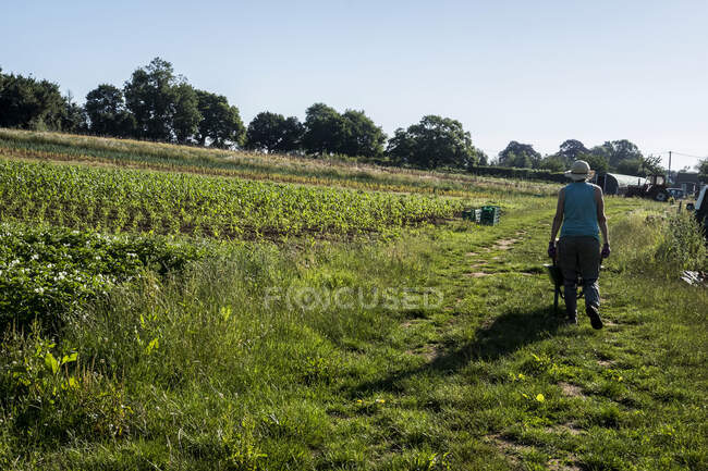 Rear view of woman pushing wheelbarrow past vegetable fields. — Stock Photo