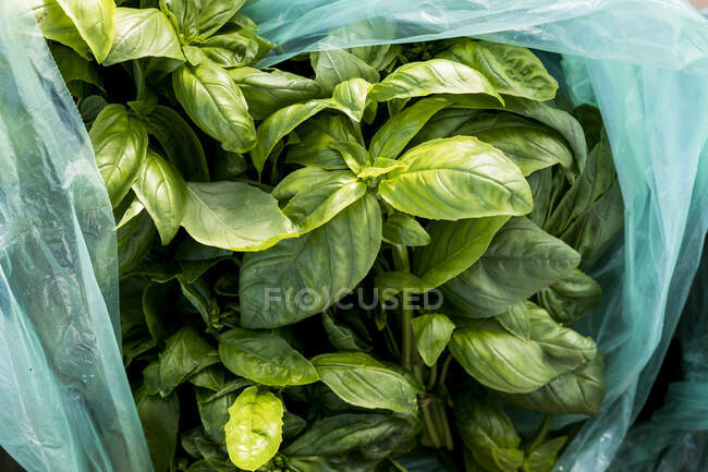 Hohe Nahaufnahme einer Tüte frisch gepflückten grünen Basilikums. — Stockfoto