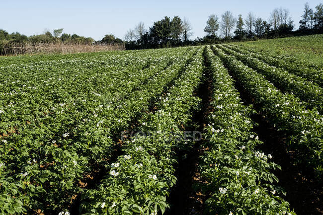 Vista a lo largo de filas de verduras en una granja. - foto de stock