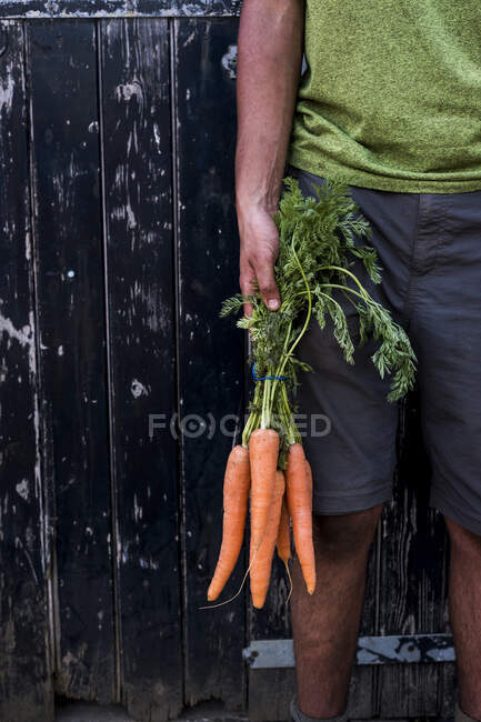 Primer plano de la persona sosteniendo racimo de zanahorias recién recogidas. - foto de stock