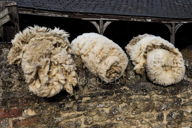 Primer plano de tres manojos de piel de oveja en una granja. - foto de stock