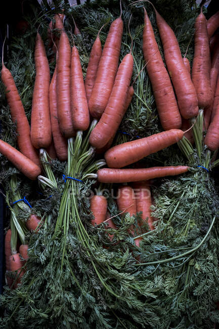 Gran ángulo de cerca de racimos de zanahorias recién recogidas. - foto de stock