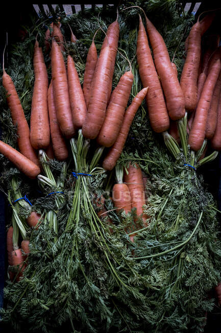 High angle close up of bunches of freshly picked carrots. — Stock Photo