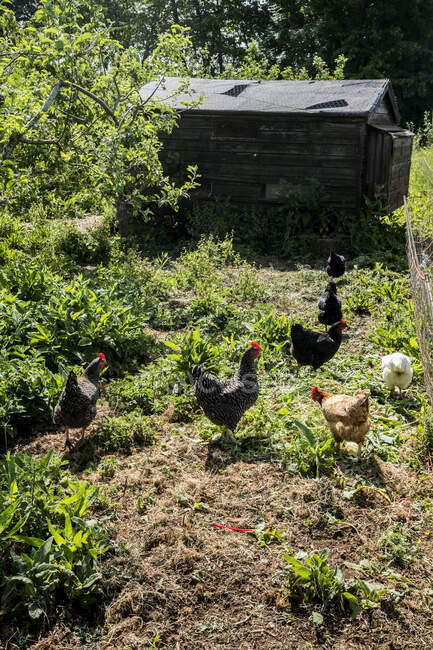 Pollos afuera de un gallinero en una granja. - foto de stock