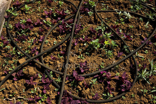 Vue en angle élevé du tuyau d'irrigation et des jeunes légumes dans une ferme. — Photo de stock