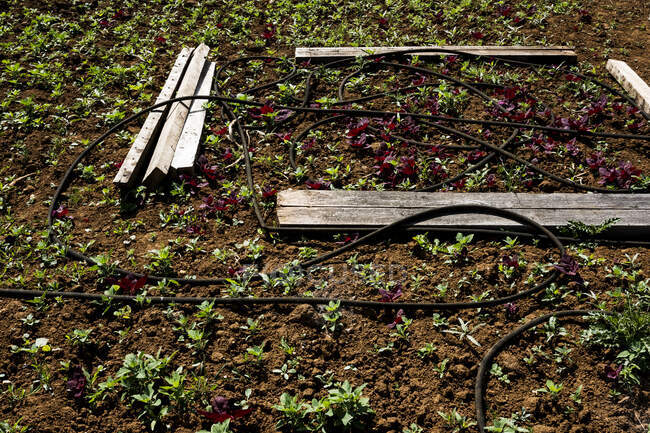 Vista de ángulo alto de la manguera de riego y verduras jóvenes en una granja. - foto de stock