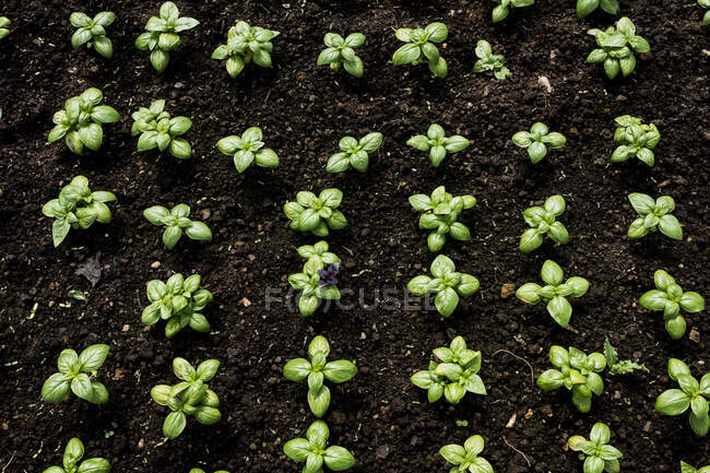 Alto angolo di primo piano del terreno e giovani piante di basilico. — Foto stock
