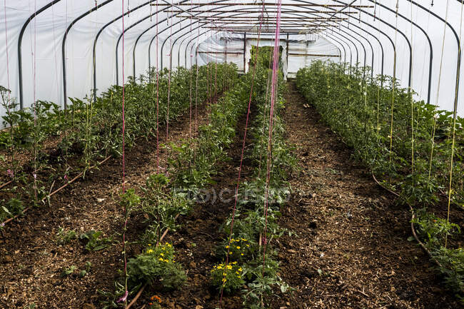 Высокий угол обзора рядов овощей в политоннеле. — стоковое фото