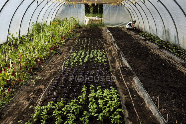 Hochwinkelaufnahme von Reihen grünen und lila Basilikums in einem Poly-Tunnel. — Stockfoto
