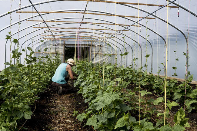 Woman kneeling in a poly tunnel, tending courgette plants. — Stock Photo