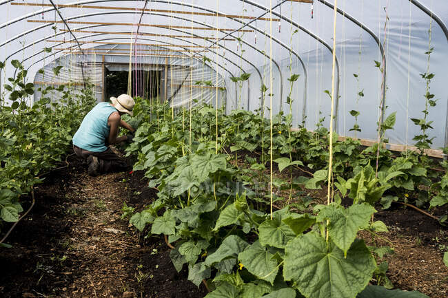 Woman kneeling in a poly tunnel, tending courgette plants. — Stock Photo