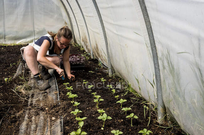 Frau kniet im Poly-Tunnel und pflanzt Setzlinge. — Stockfoto