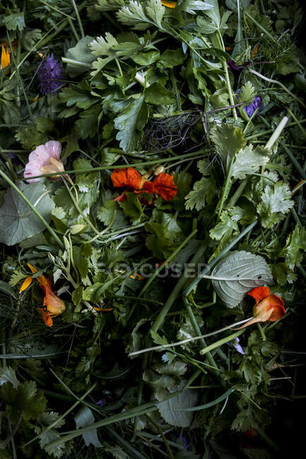 High angle close up of bunch of fresh herbs and edible flowers. — Stock Photo