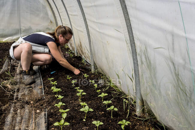 Woman kneeling in a poly tunnel, planting seedlings. — Stock Photo