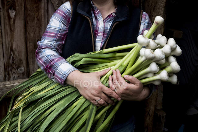 Крупный план фермера, держащего кучу свежесобранного чеснока. — стоковое фото