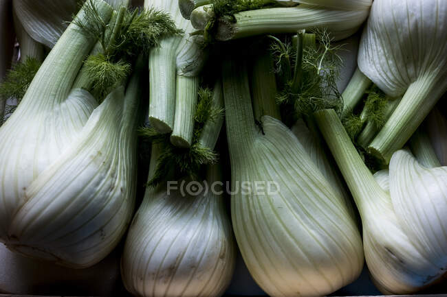 High angle close up of freshly picked fennel bulbs. — Stock Photo