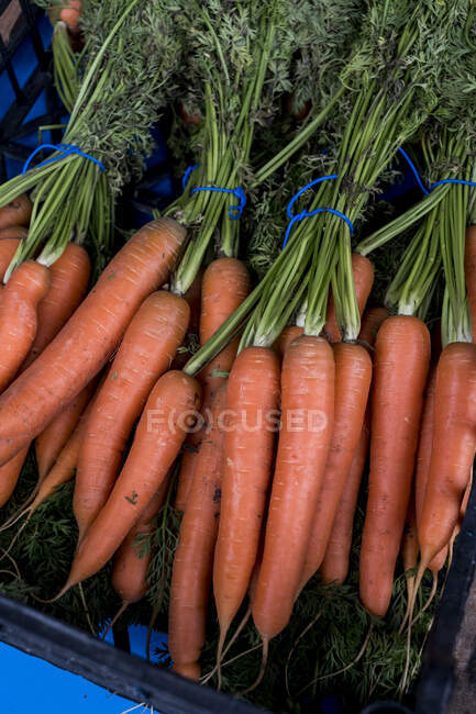 Gran ángulo de cerca de racimo de zanahorias recién recogidas. - foto de stock