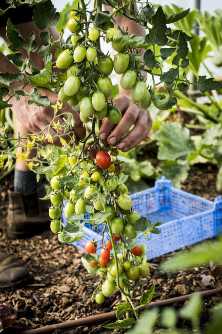 Высокоугольный крупный план сбора помидоров из винограда. — стоковое фото