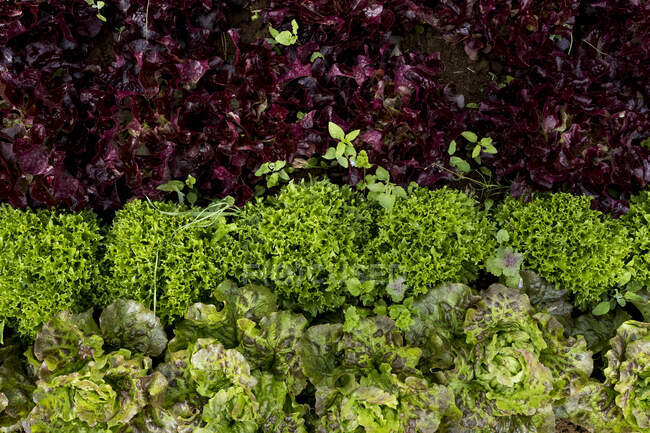 High angle close up of selection of freshly picked salad leaves. — Stock Photo