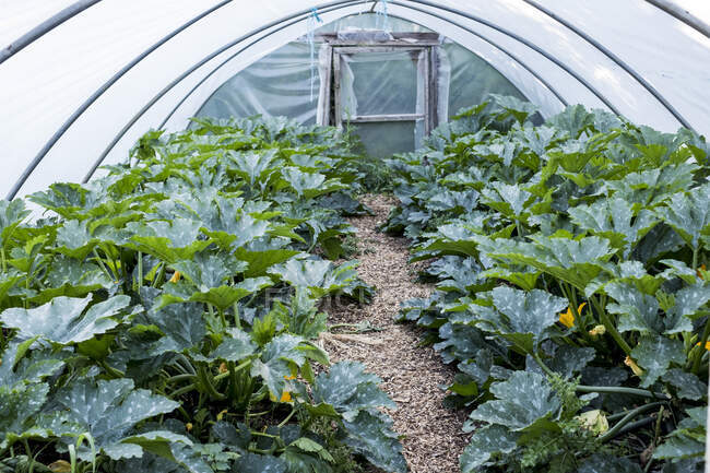 Rows of courgette plants growing in a poly tunnel. — Stock Photo