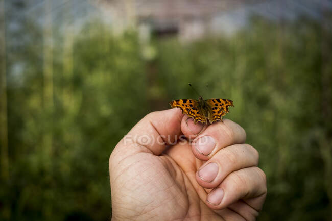 Gros plan du papillon virgule sur la main humaine. — Photo de stock