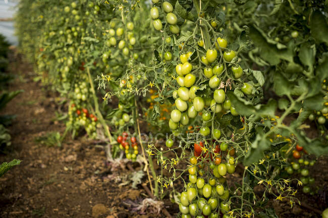 Високий кут крупним планом зелених і стиглих помідорів на лозі . — стокове фото