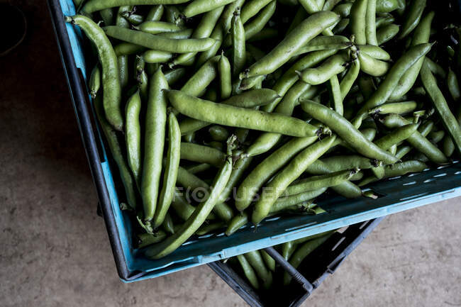 Hohe Nahaufnahme frisch gepflückter grüner Bohnen. — Stockfoto