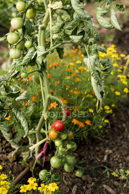 High angle close up of green and ripe tomatoes on the vine. — Stock Photo