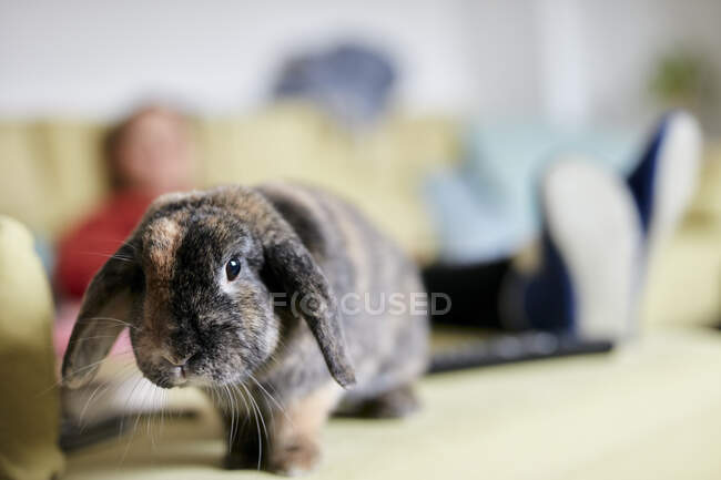 Портрет домашнего кролика с гибкими ушами — стоковое фото