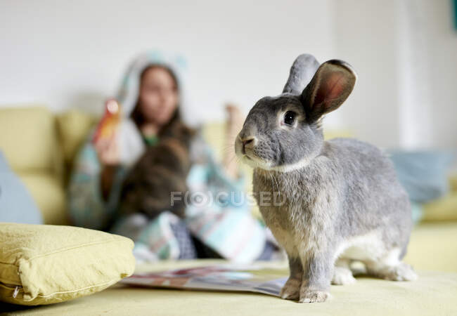 Портрет домашнього кролика в приміщенні з жінкою на дивані на фоні — стокове фото