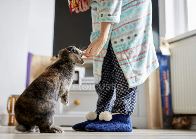 Woman feeding treats to pet house rabbit indoors — Stock Photo