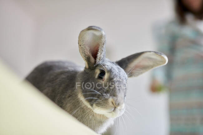 Retrato de casa de mascotas gris conejo - foto de stock