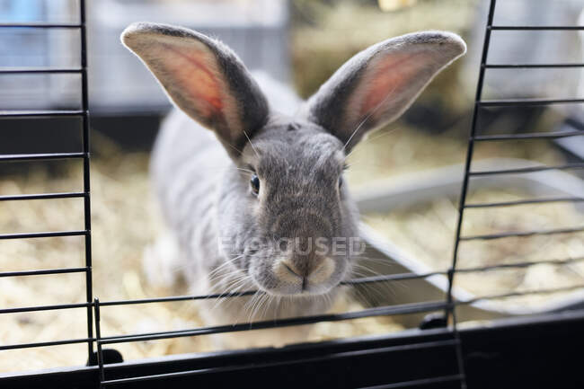Portrait of grey pet house rabbit looking out from open door of hutch — Stock Photo