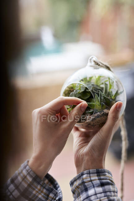 Primer plano de las manos de mujer cuidando plantas en terrario de vidrio - foto de stock