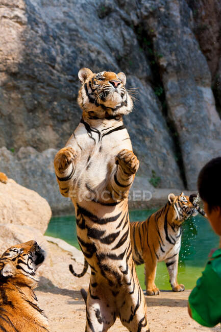 Tigri in cattività, Panthera tigris corbetti, una sulle zampe posteriori, tigre indocinese o tigre di Corbett (Panthera tigris corbetti — Foto stock