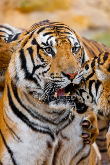Портрет индокитайского тигра, тигра Корбета, Panthera tigris corbetti — стоковое фото
