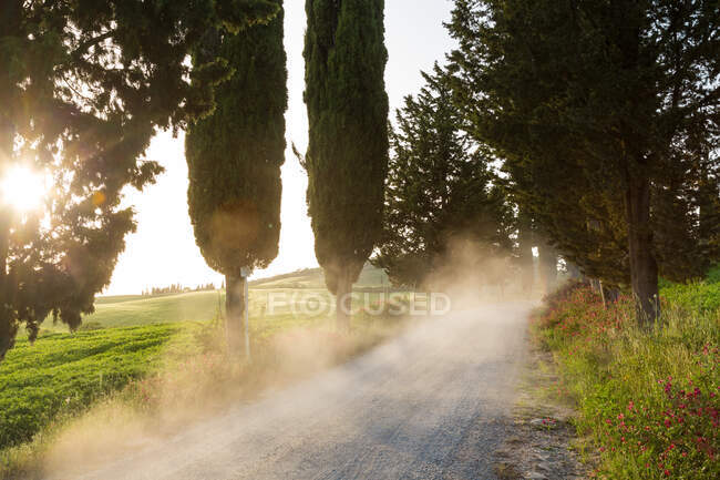 Пил на бруді Кіпресс вистелив дорогу на заході сонця, Тоскана, Італія. — стокове фото