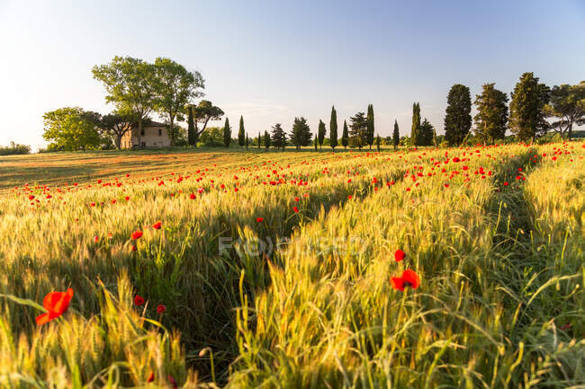 Campo de amapolas y antigua granja abandonada, Toscana, Italia - foto de stock