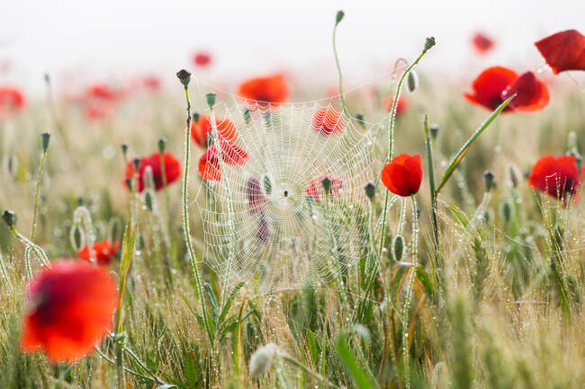 Poppies and cobwebs on grasses in the early morning — Stock Photo