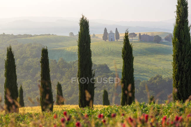 Mattina presto, cipressi, Capella di Vitaleta, Cappella, Val d'Orcia, Toscana, Italia — Foto stock