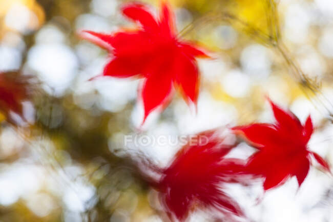 Red Acer leaves with motion blur, Inghilterra, Regno Unito — Foto stock