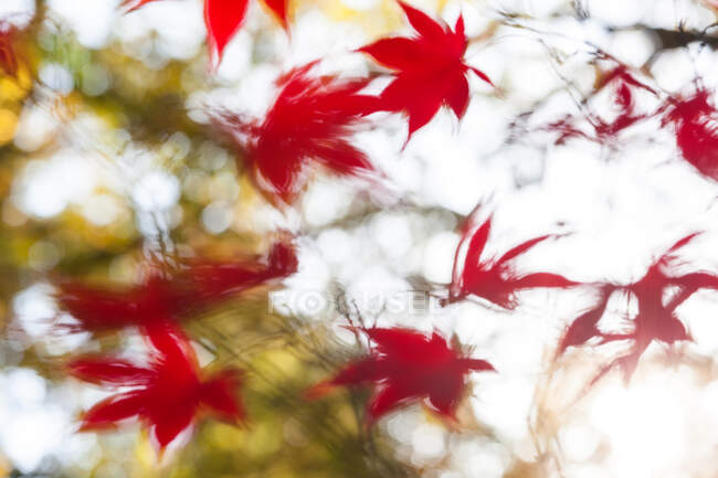 Red Acer Blätter mit Bewegungsunschärfe, England, Großbritannien — Stockfoto