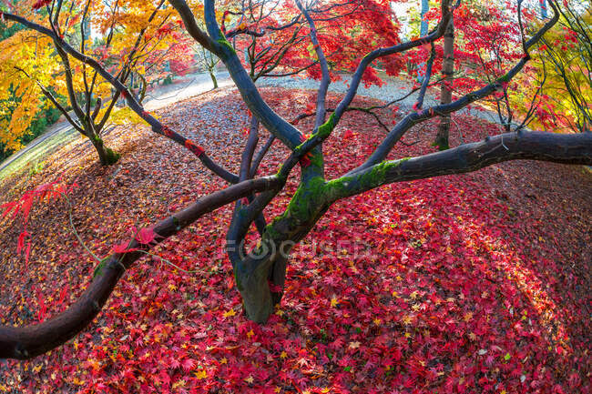 Листя осені на кленів (Англія, Велика Британія). — стокове фото