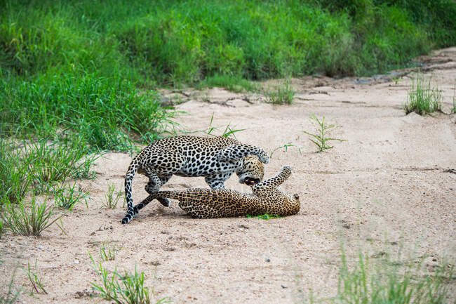 Un paio di leopardi, Panthera pardus, litigano in un letto di fiume dopo l'accoppiamento. — Foto stock