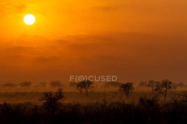 Lever de soleil sur la réserve de chasse, silhouettes d'arbres au premier plan. — Photo de stock