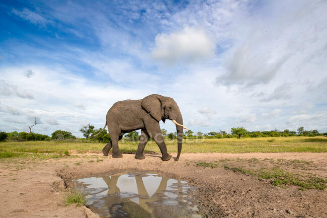 Un elefante toro, Loxodontaafricana, caminando pasó un charco creando un reflejo, mirando fuera de marco. - foto de stock