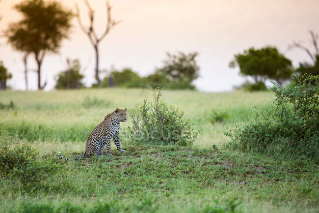 Joven leopardo, Panthera pardus, sentado en un montículo en un claro durante la puesta del sol. - foto de stock