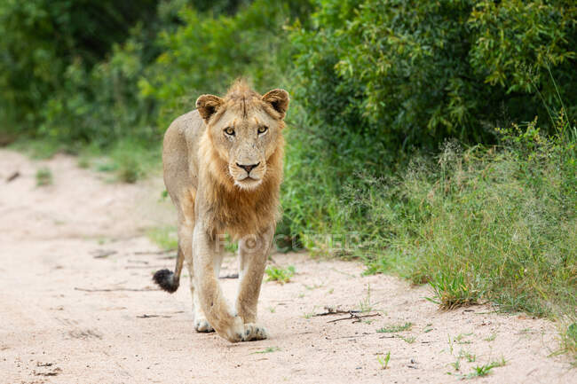 Leão macho jovem, Panthera leo, caminhando em direção à câmera em uma estrada, olhar direto. — Fotografia de Stock