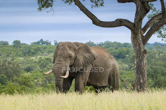 Un elefante, Loxodontaafricana, caminando a través de hierba larga, colmillos grandes. - foto de stock